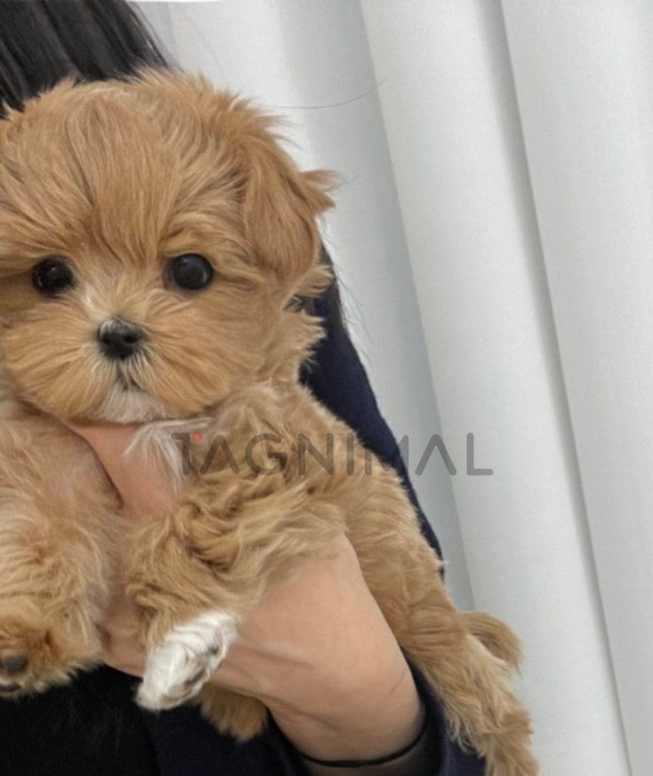 Maltipoo puppy for sale, dog for sale at Tagnimal