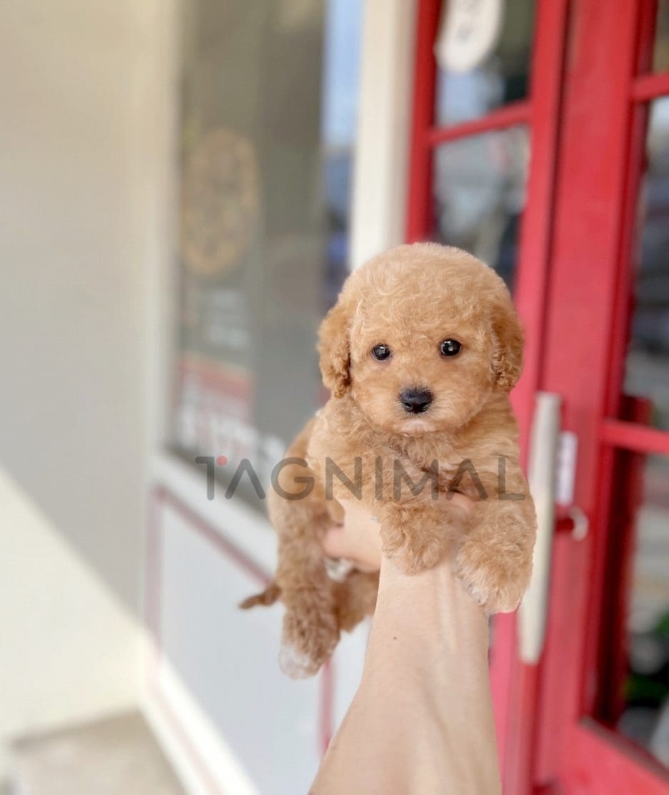 Goldendoodle puppy for sale, dog for sale at Tagnimal