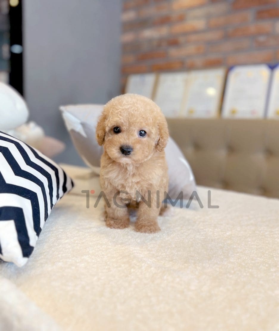 Goldendoodle puppy for sale, dog for sale at Tagnimal