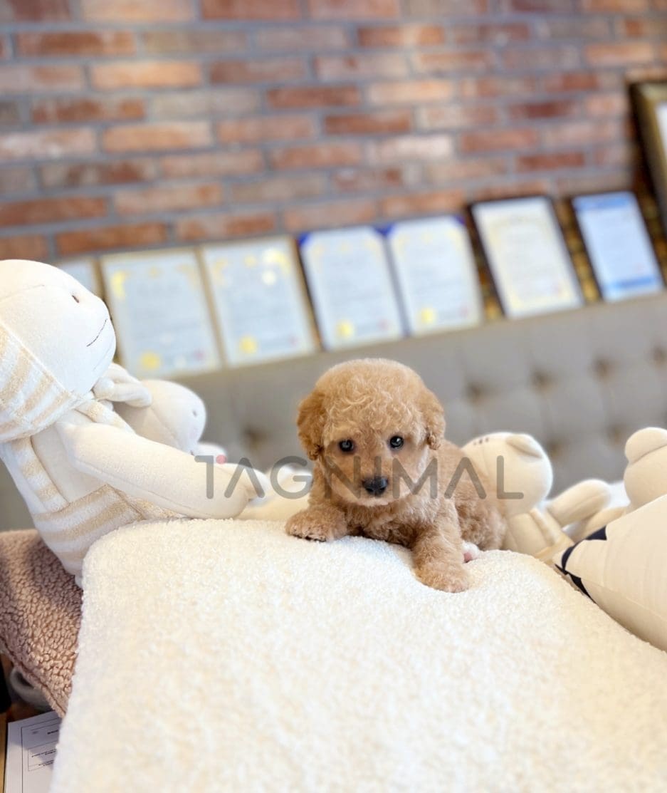 Goldendoodle puppy for sale, dog for sale at Tagnimal