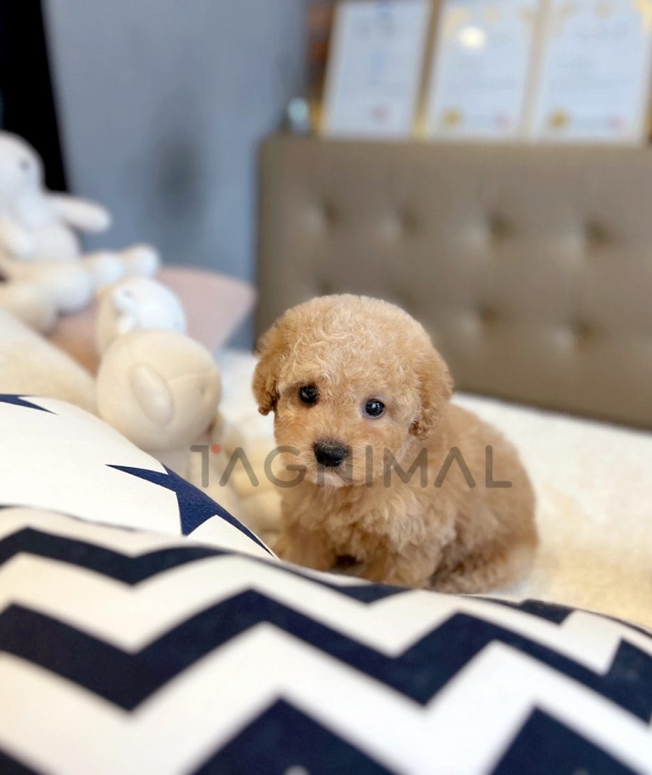 Goldendoodle puppy for sale, dog for sale at Tagnimal