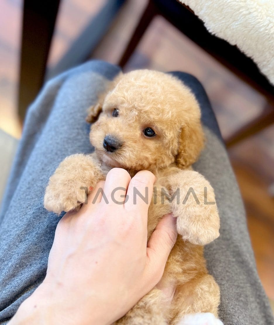 Goldendoodle puppy for sale, dog for sale at Tagnimal