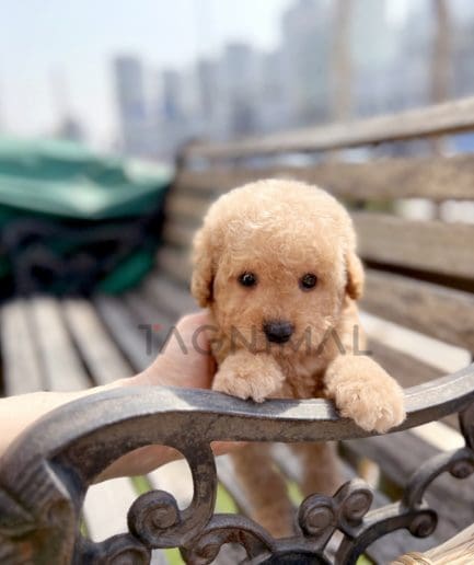 Goldendoodle puppy for sale, dog for sale at Tagnimal