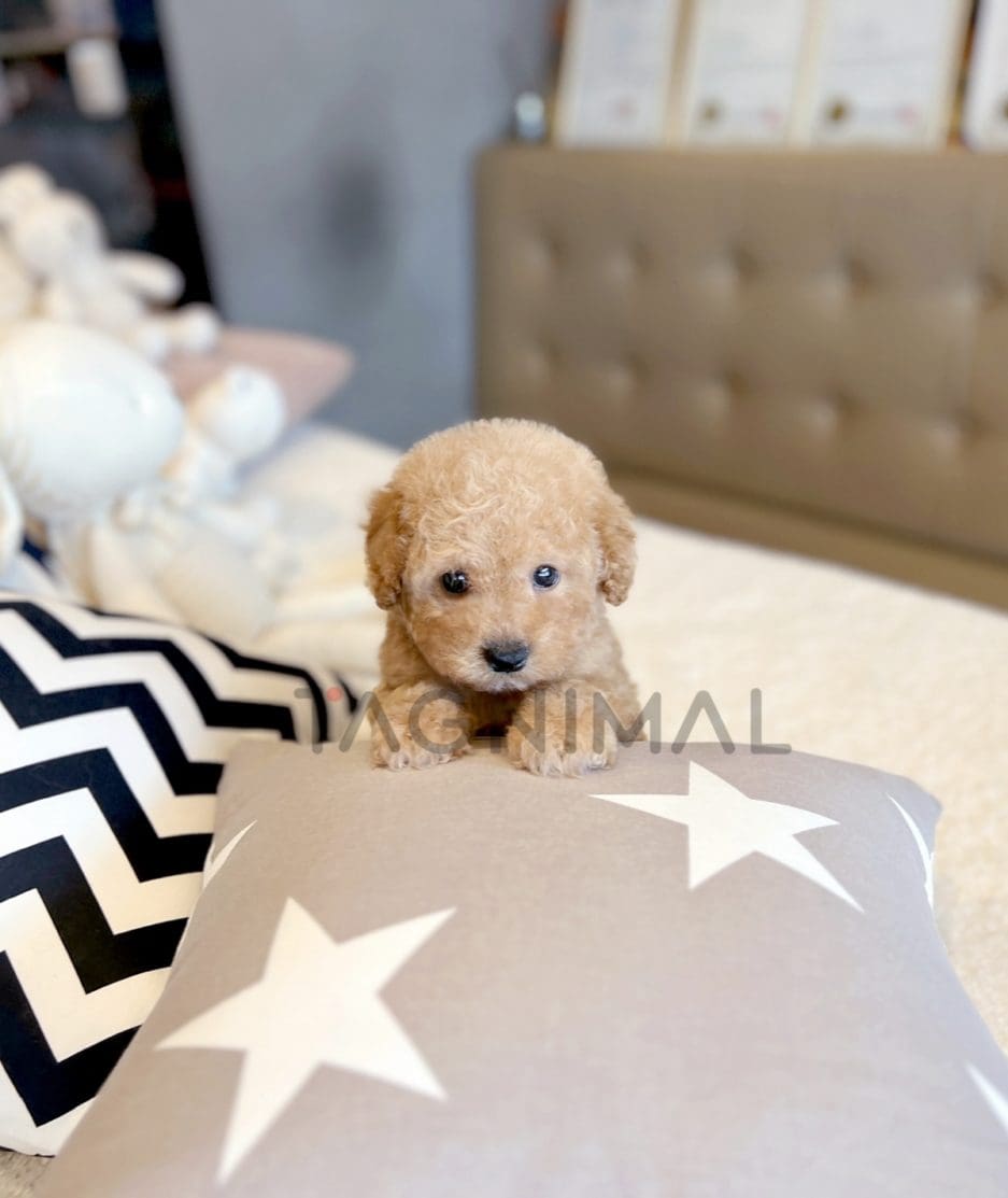 Goldendoodle puppy for sale, dog for sale at Tagnimal