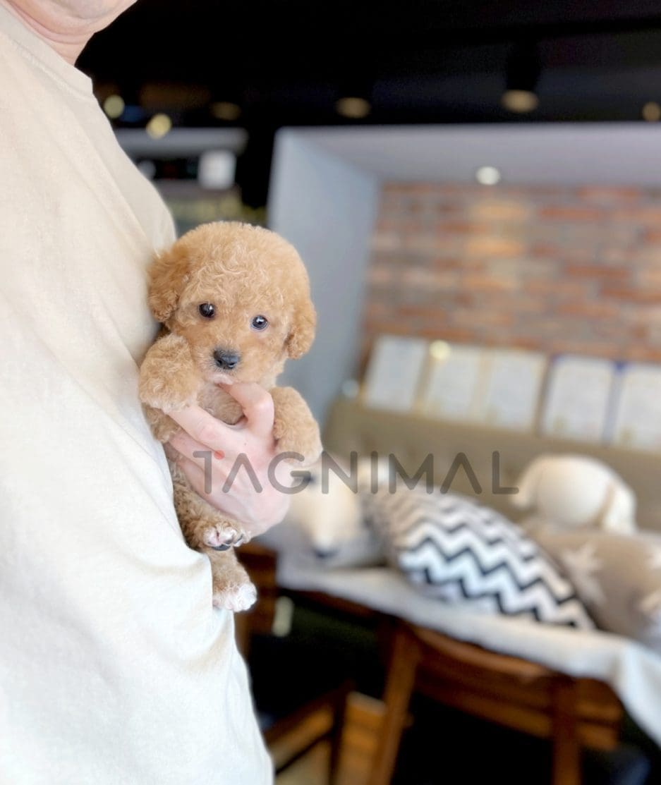 Goldendoodle puppy for sale, dog for sale at Tagnimal