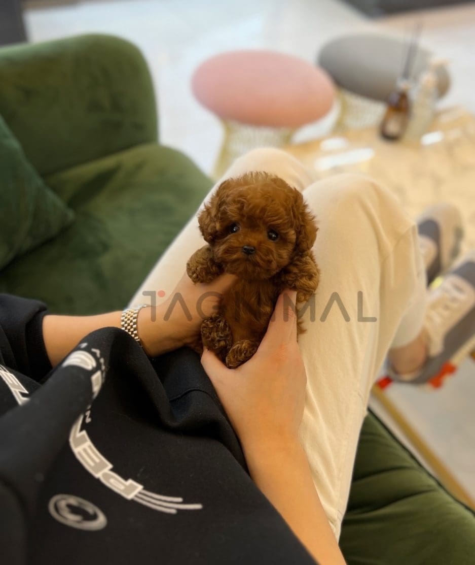 Poodle puppy for sale, dog for sale at Tagnimal