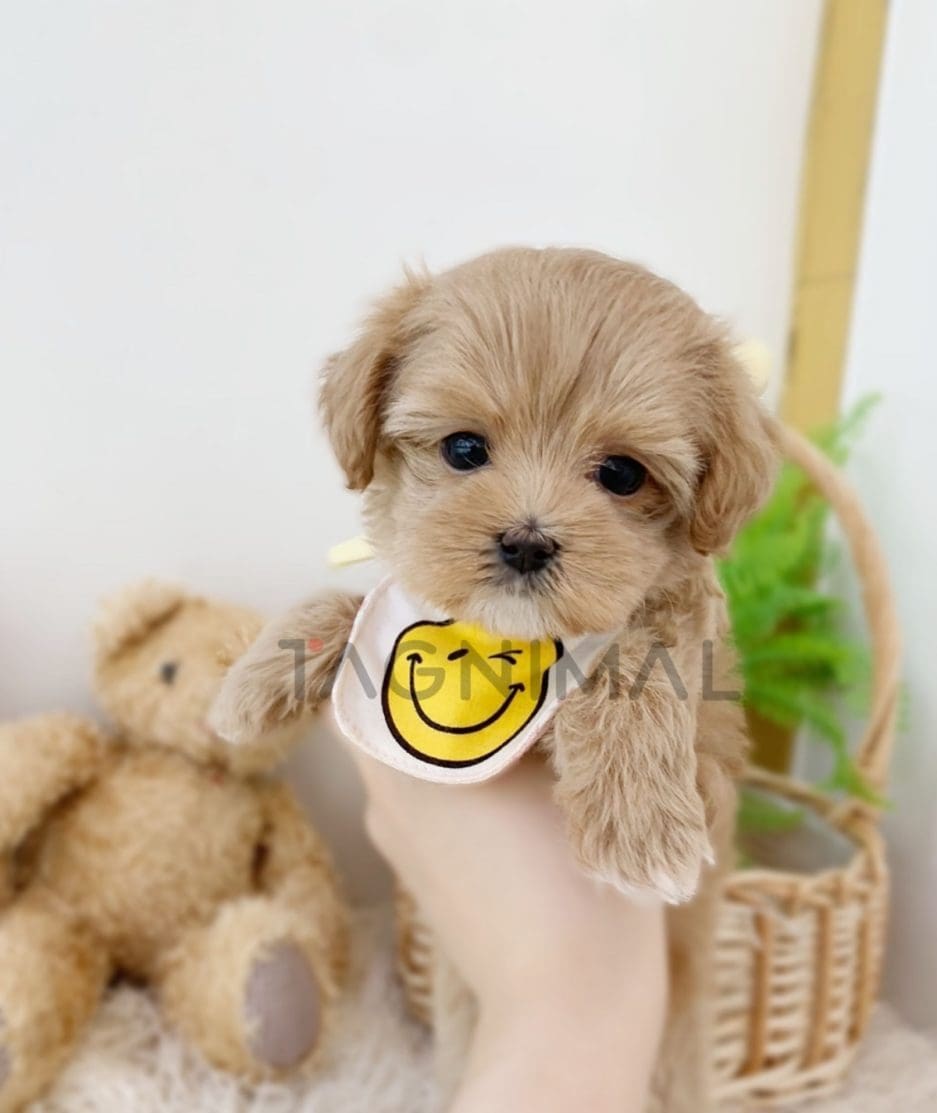 Maltipoo puppy for sale, dog for sale at Tagnimal