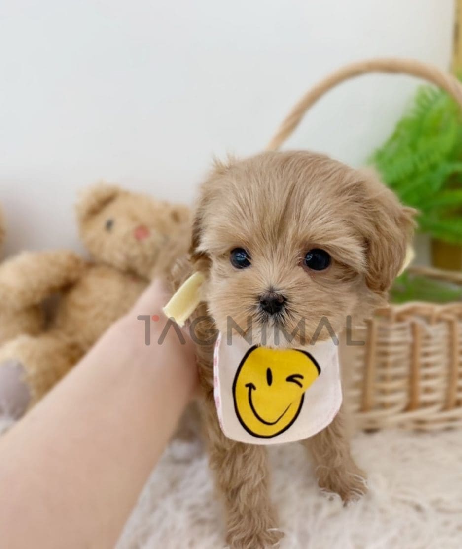 Maltipoo puppy for sale, dog for sale at Tagnimal