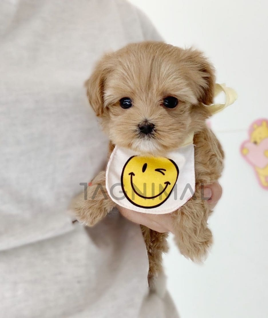 Maltipoo puppy for sale, dog for sale at Tagnimal