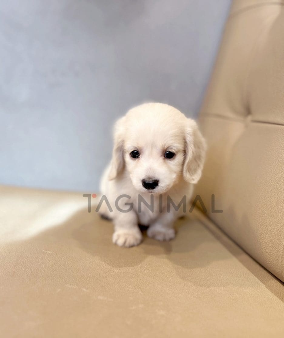 Dachshund puppy for sale, dog for sale at Tagnimal