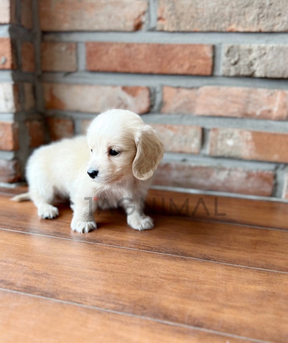 Dachshund puppy for sale, dog for sale at Tagnimal