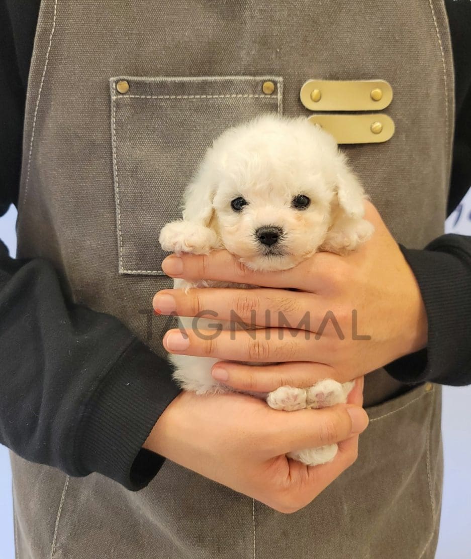 Bichon puppy for sale, dog for sale at Tagnimal