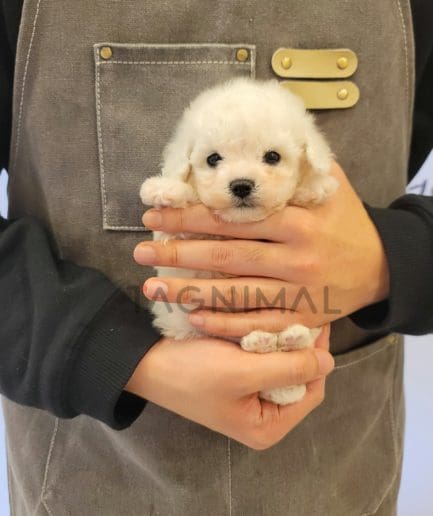 Bichon puppy for sale, dog for sale at Tagnimal