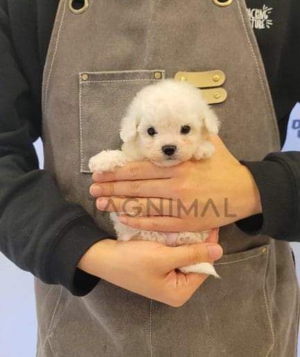 Bichon puppy for sale, dog for sale at Tagnimal