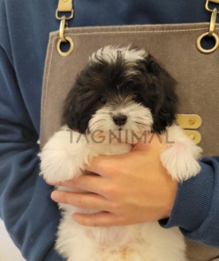 Maltipoo puppy for sale, dog for sale at Tagnimal