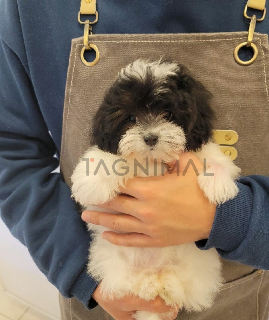 Maltipoo puppy for sale, dog for sale at Tagnimal