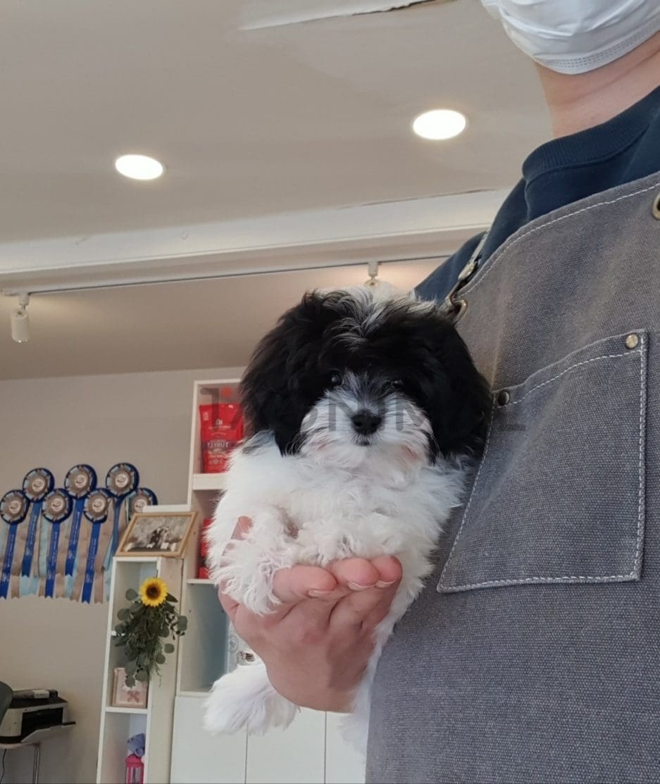 Maltipoo puppy for sale, dog for sale at Tagnimal