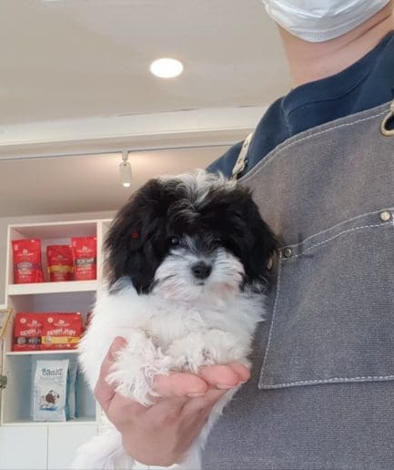 Maltipoo puppy for sale, dog for sale at Tagnimal