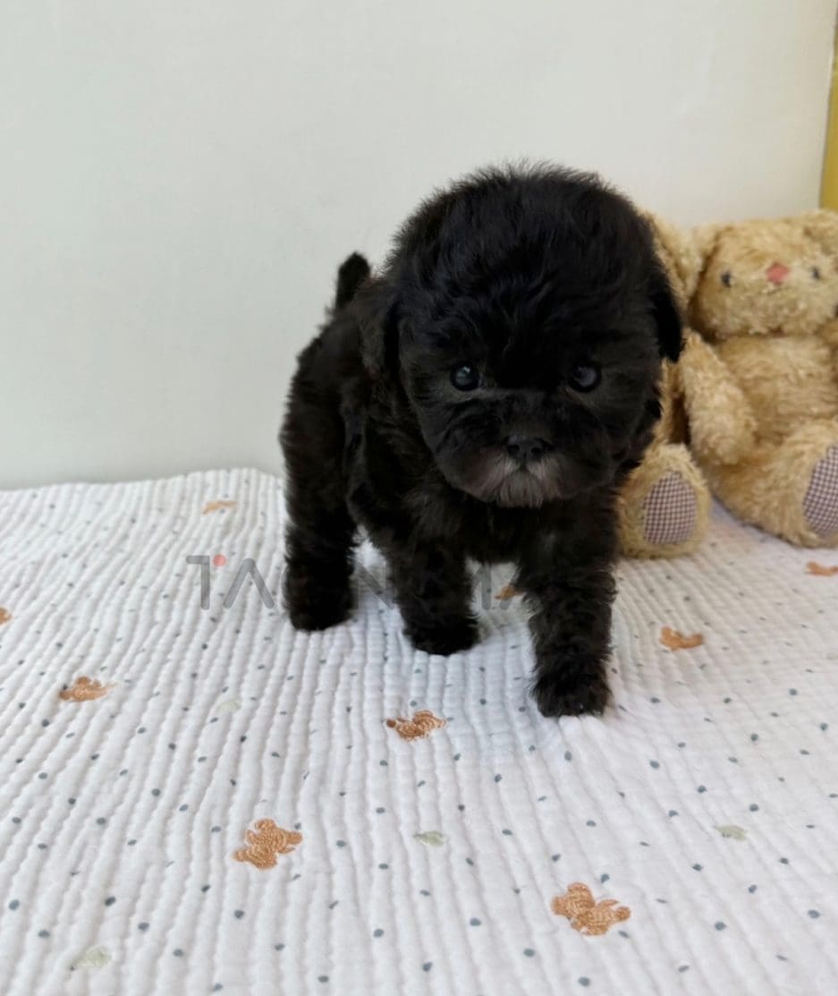 Poodle puppy for sale, dog for sale at Tagnimal