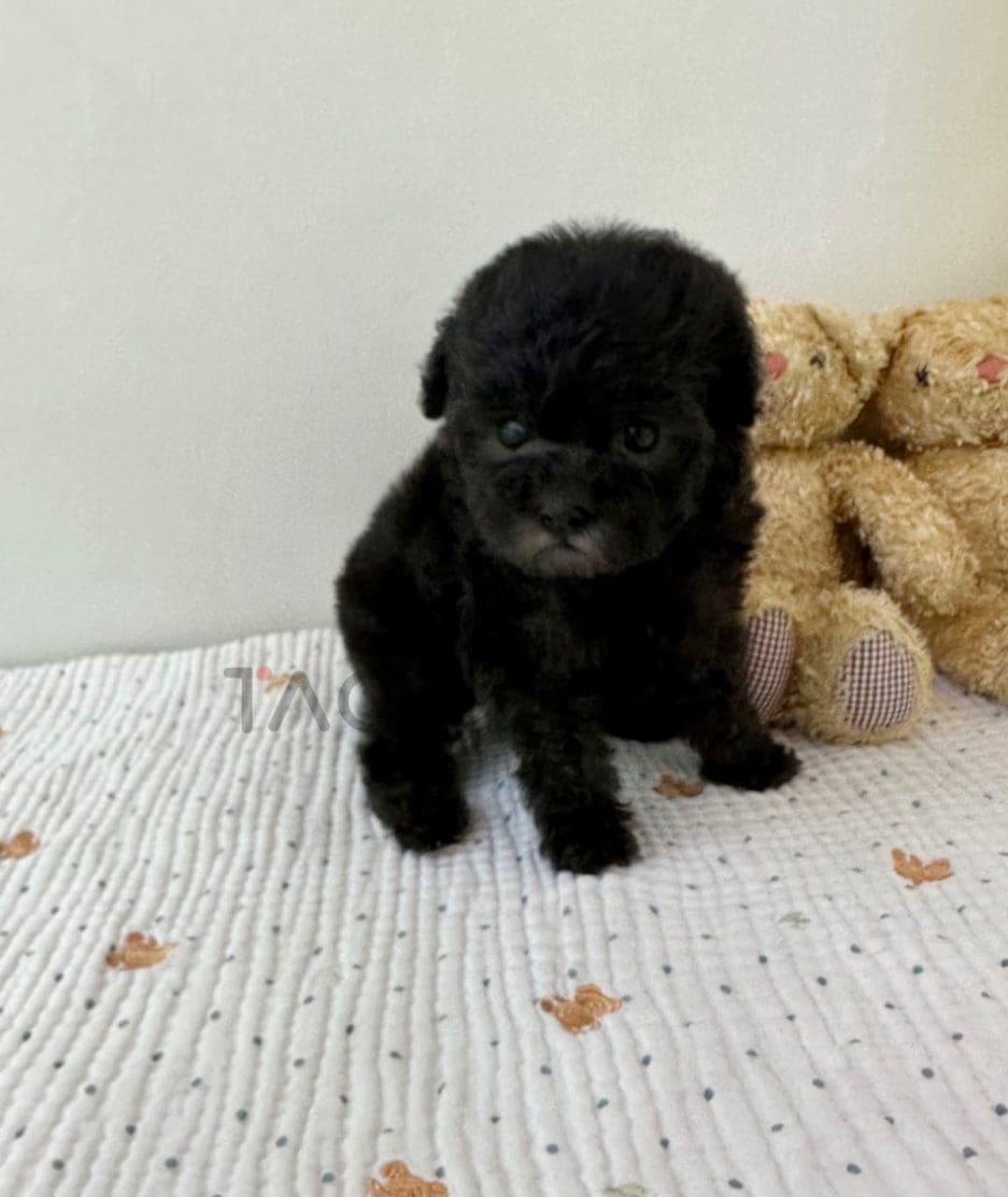 Poodle puppy for sale, dog for sale at Tagnimal