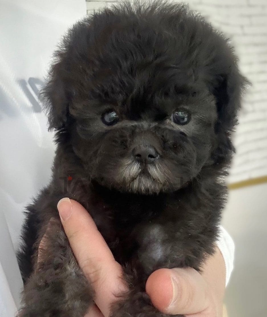 Poodle puppy for sale, dog for sale at Tagnimal