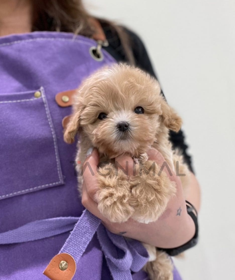 Maltipoo puppy for sale, dog for sale at Tagnimal