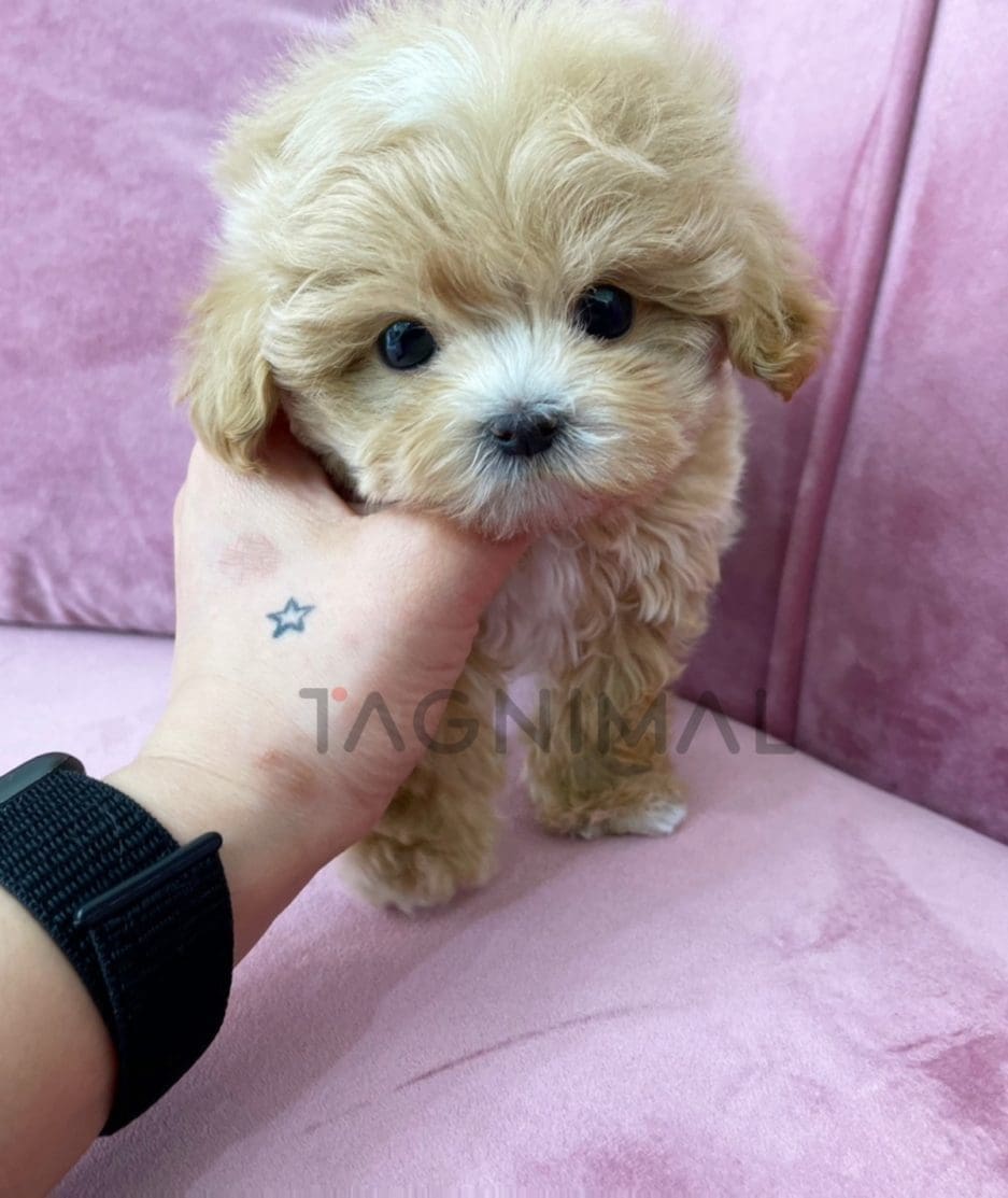 Maltipoo puppy for sale, dog for sale at Tagnimal