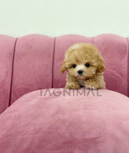 Maltipoo puppy for sale, dog for sale at Tagnimal