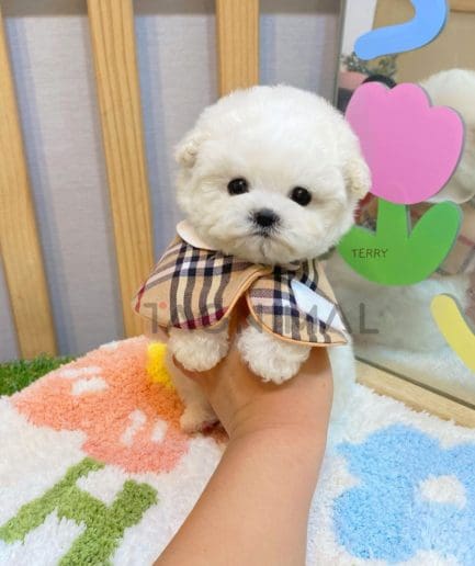 Bichon puppy for sale, dog for sale at Tagnimal