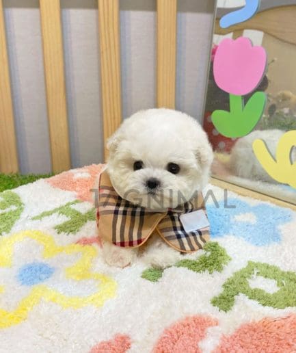 Bichon puppy for sale, dog for sale at Tagnimal