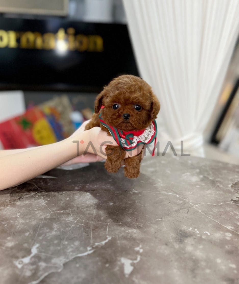 Poodle puppy for sale, dog for sale at Tagnimal