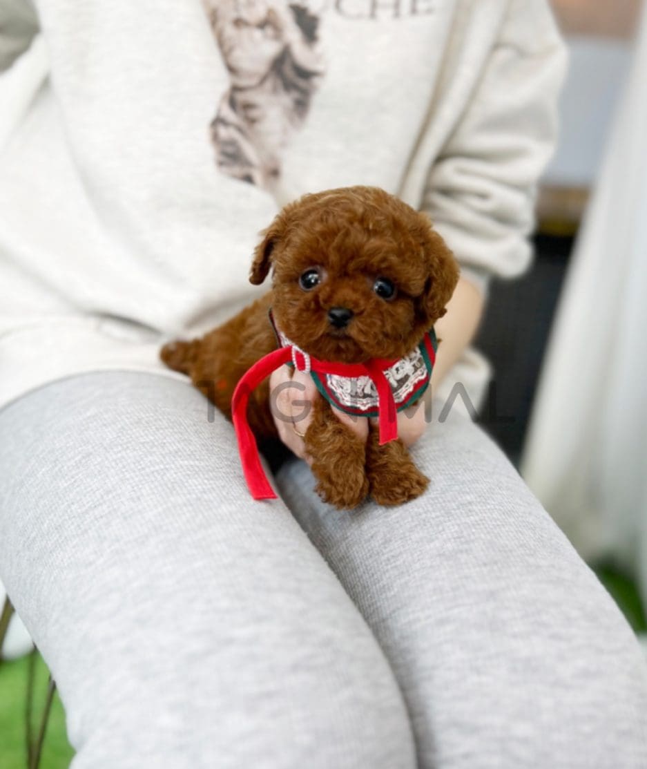 Poodle puppy for sale, dog for sale at Tagnimal