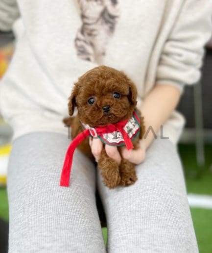 Poodle puppy for sale, dog for sale at Tagnimal