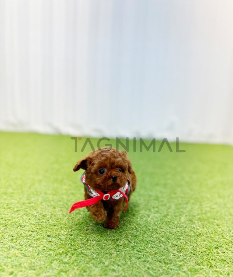 Poodle puppy for sale, dog for sale at Tagnimal