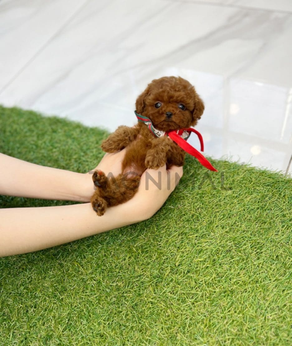 Poodle puppy for sale, dog for sale at Tagnimal