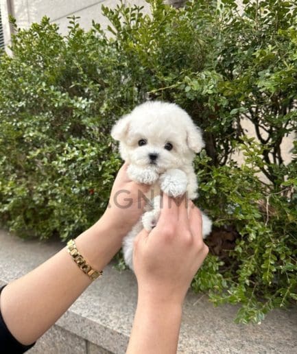 Bichon puppy for sale, dog for sale at Tagnimal