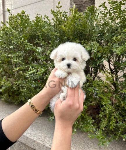 Bichon puppy for sale, dog for sale at Tagnimal