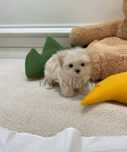 Maltipoo puppy for sale, dog for sale at Tagnimal