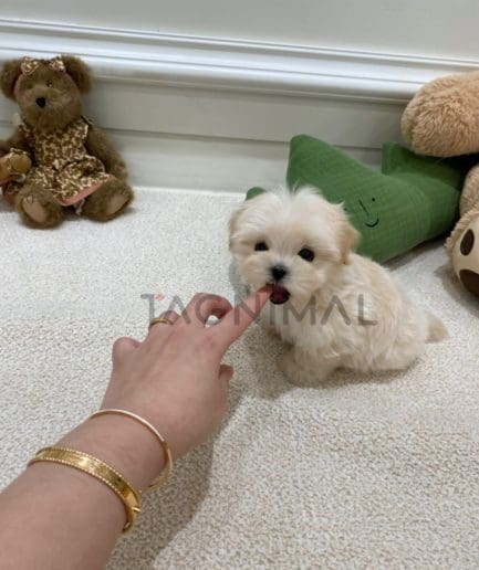 Maltipoo puppy for sale, dog for sale at Tagnimal