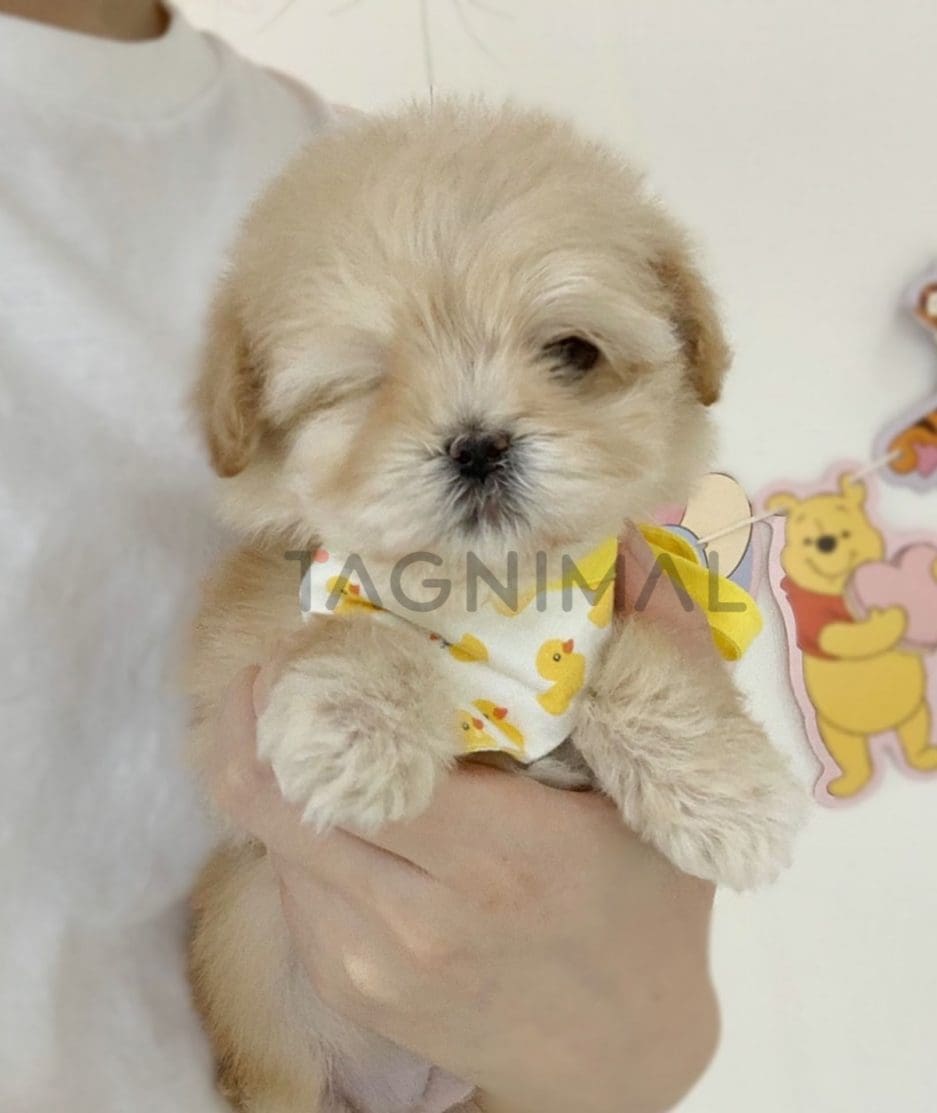 Maltipoo puppy for sale, dog for sale at Tagnimal