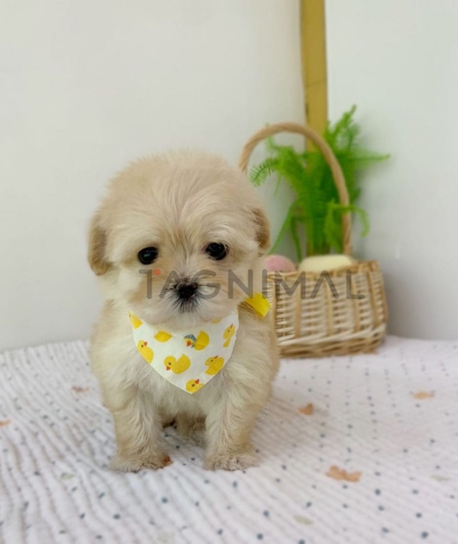 Maltipoo puppy for sale, dog for sale at Tagnimal