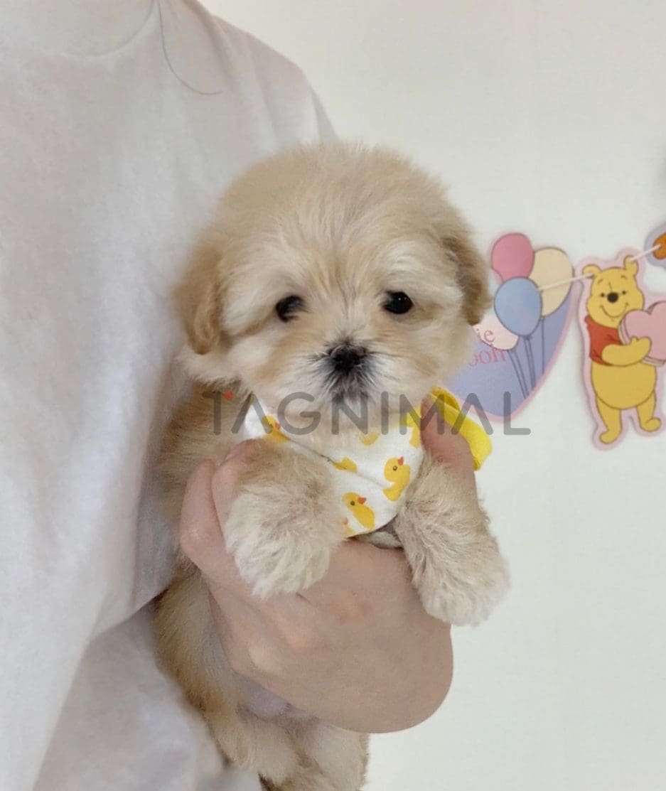 Maltipoo puppy for sale, dog for sale at Tagnimal