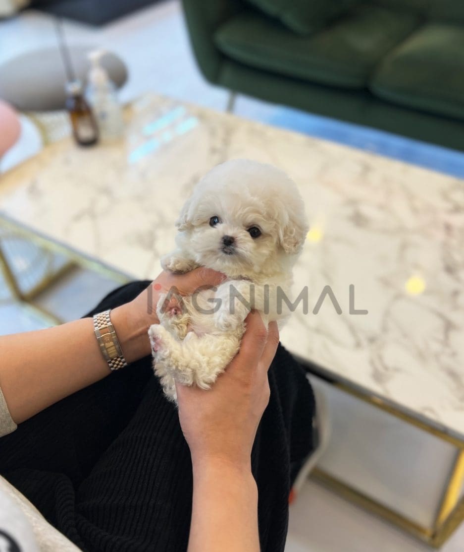 Bichon puppy for sale, dog for sale at Tagnimal