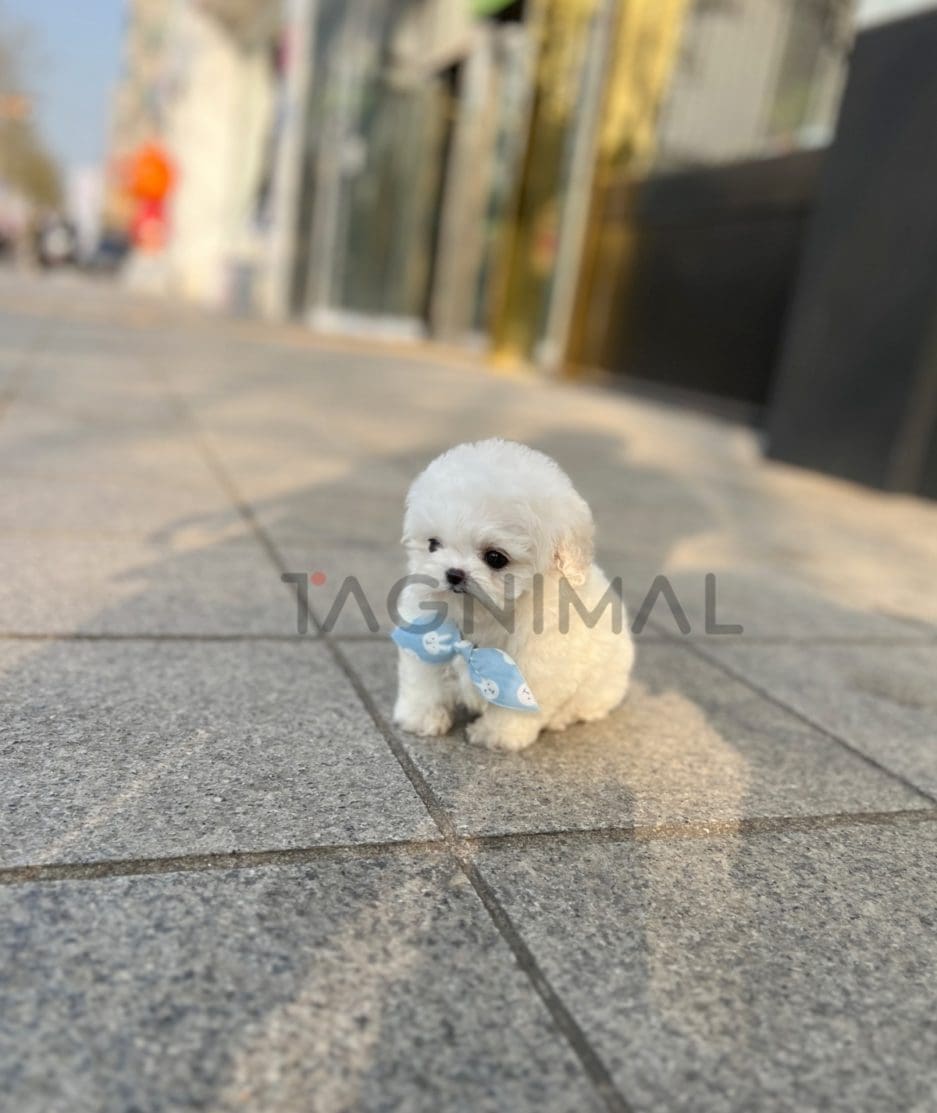 Bichon puppy for sale, dog for sale at Tagnimal