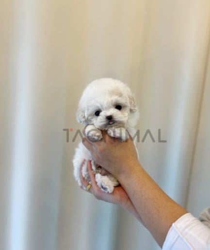 Bichon puppy for sale, dog for sale at Tagnimal