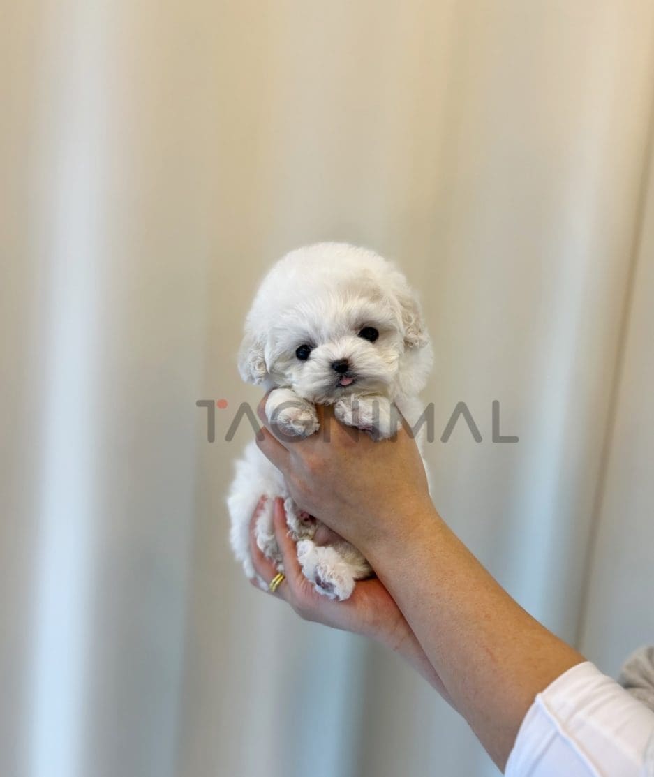 Bichon puppy for sale, dog for sale at Tagnimal