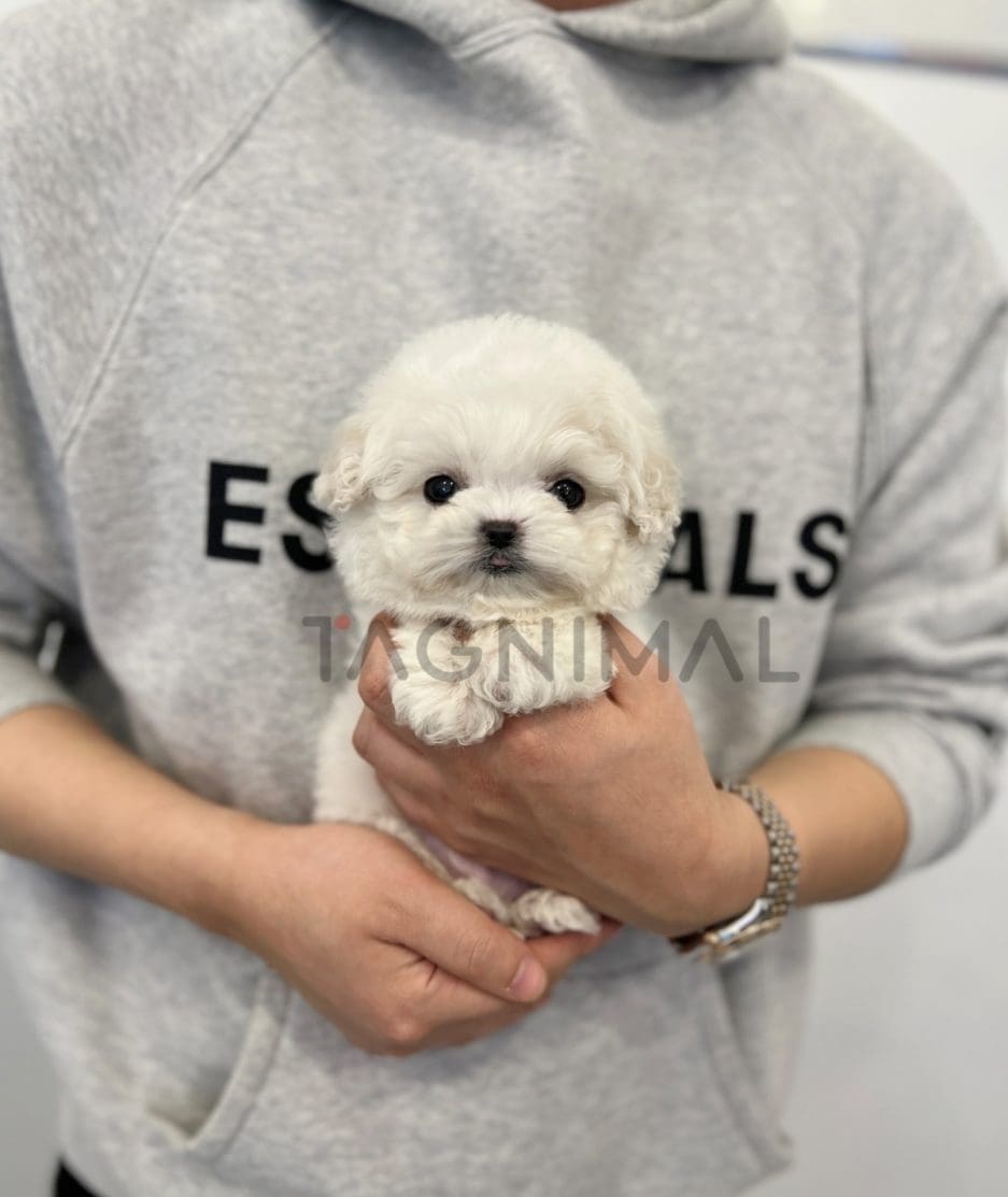 Bichon puppy for sale, dog for sale at Tagnimal