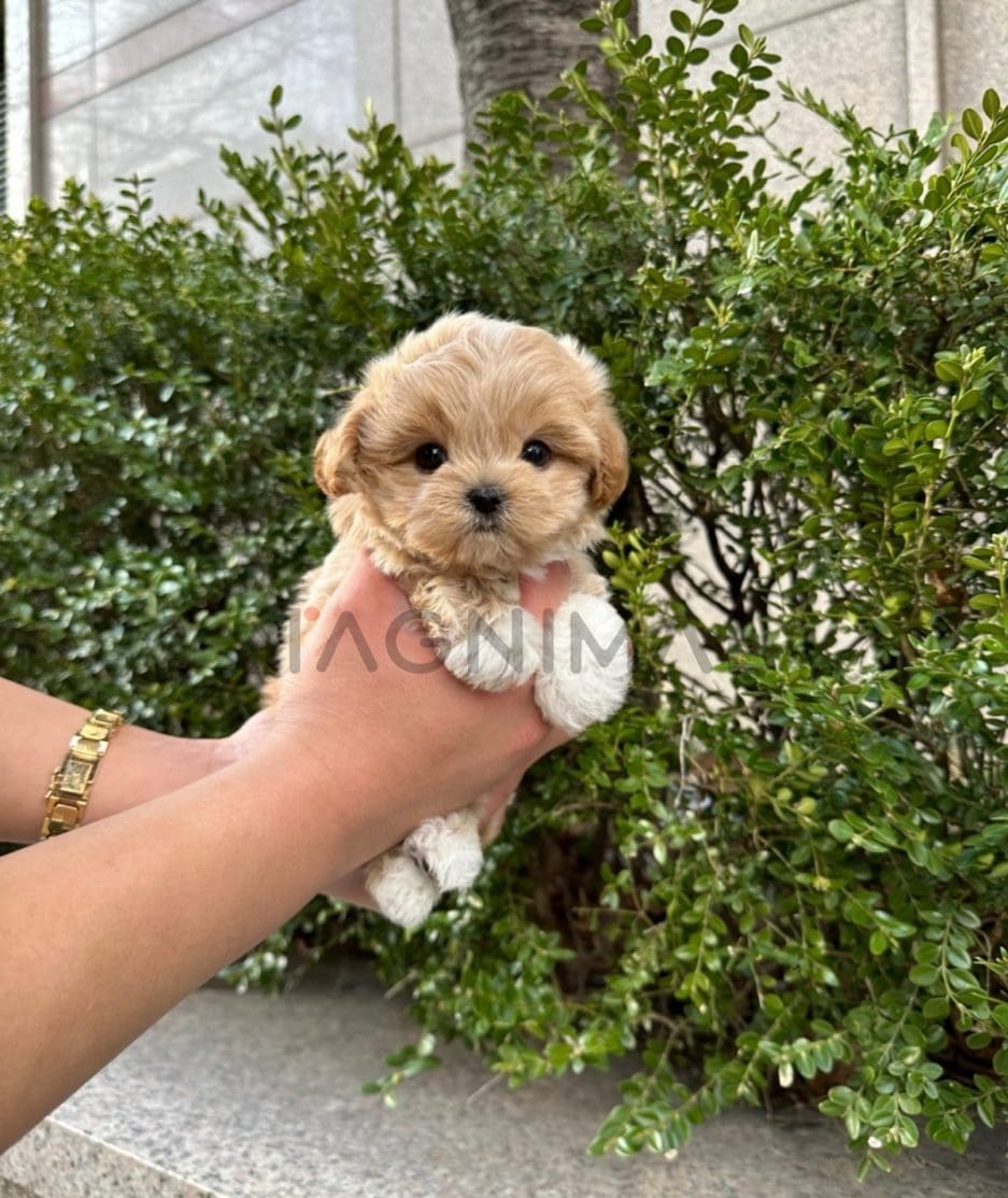 Maltipoo puppy for sale, dog for sale at Tagnimal