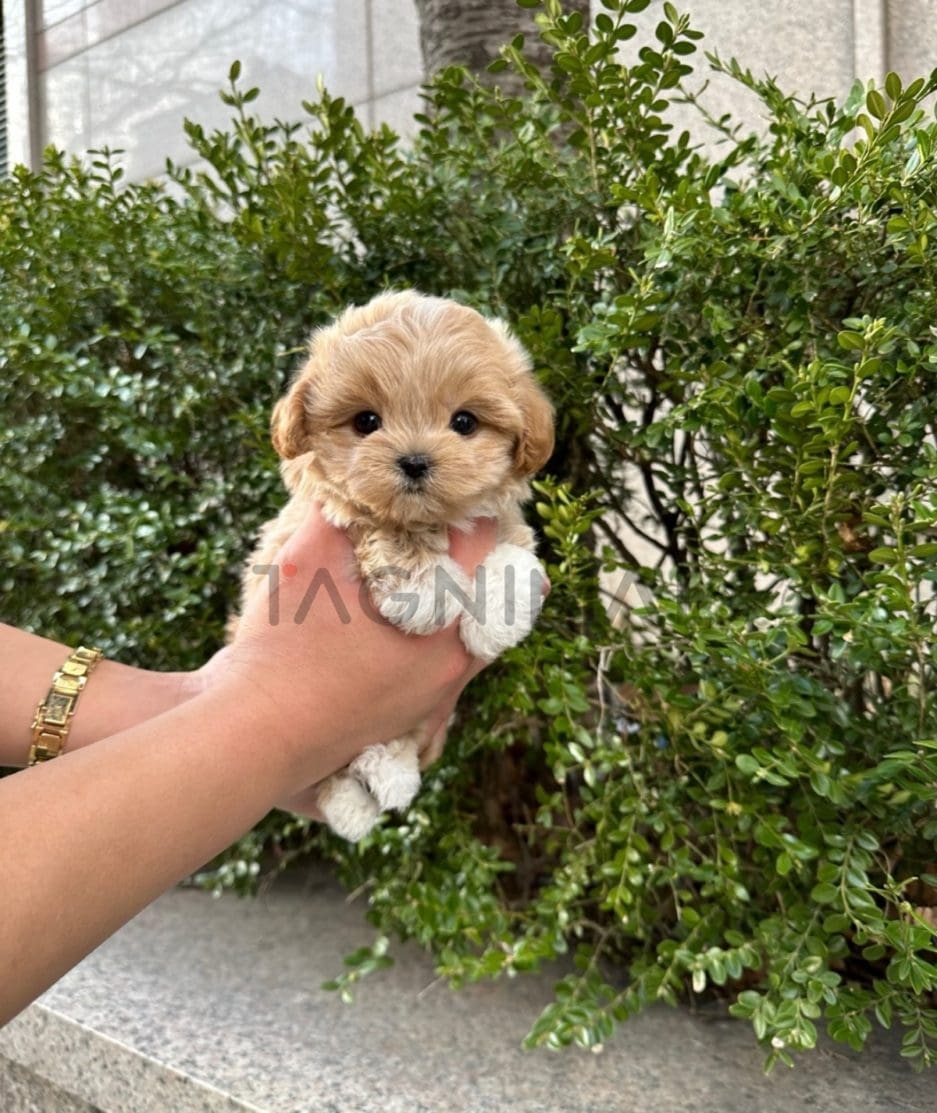 Maltipoo puppy for sale, dog for sale at Tagnimal