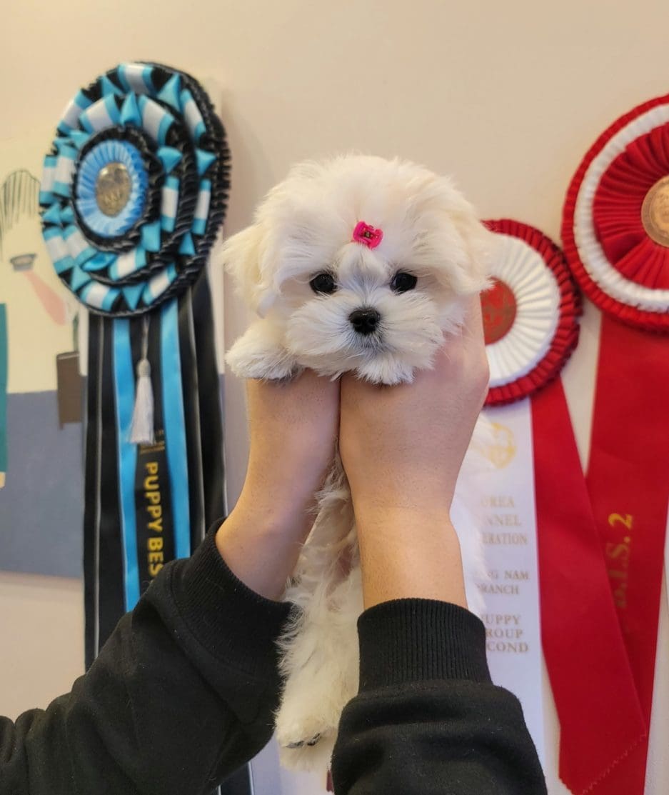 Maltese puppy for sale, dog for sale at Tagnimal